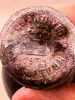Latour - Pauillac 1931